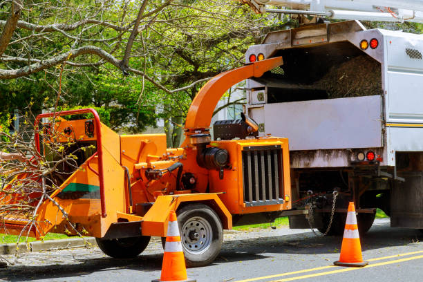 Best Tree Disease Treatment  in Manson, WA